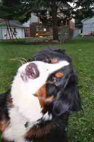 Bernese Mountain Dog Morgan