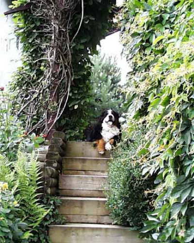 Bernese Mountain Dog Heaven