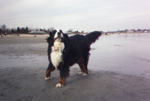 Bernese, Pebbles