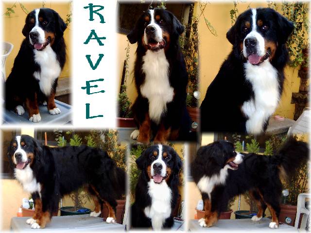 Bernese Mountain Dog Ravel