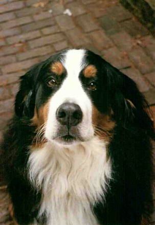 Bernese, Rocky, sadly lost to Histio