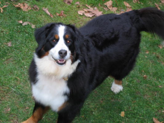 Bernese Mountain Dog, Shady Grove, saly lost to histiocytosis
