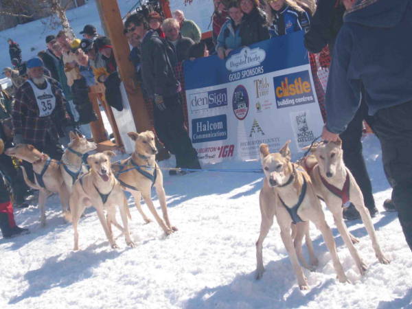 Dog Sled racing.