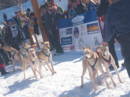 Dog sled racing