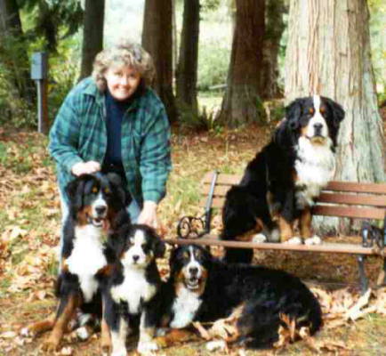 Terrie's Gang of Bernese Mountain Dogs