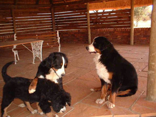 {short description of image}