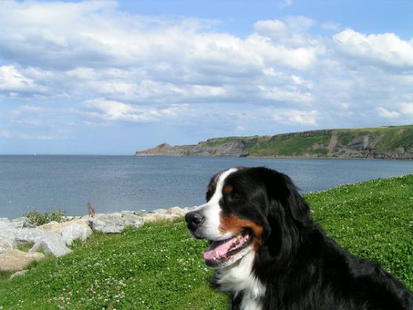 Bernese Boy, Quincy, in Yorkshire