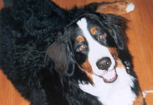 Bernese Mountain Dog, Tugboat