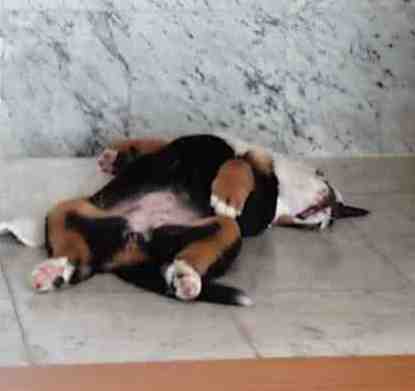 Berner  puppy on her back