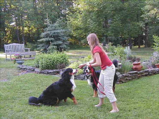 {short description of image}