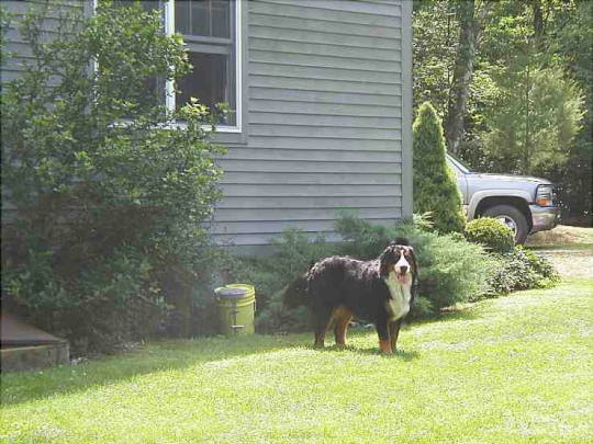 {short description of image}