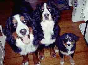 Vicki's Bernese Mountain Dogs