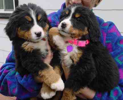 Berner Pups Zoey and Willow