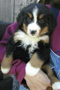 Bernese Mountain Dog Baby, Zoey