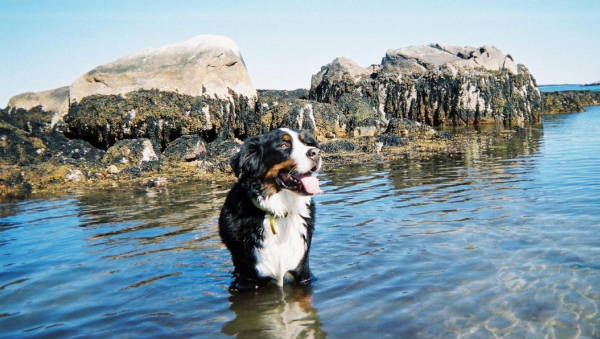 {Bernese Mountain Dog, Ben