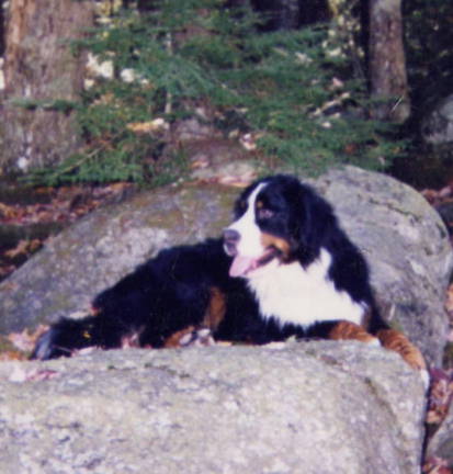 Bernese, Ben, sadly lost to histio