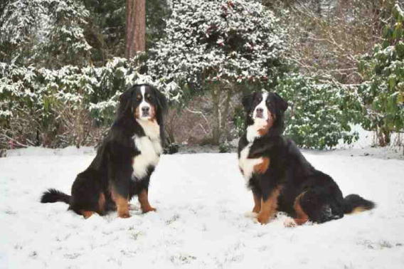 Bernese Mountain Dogs Merceded and Bentley