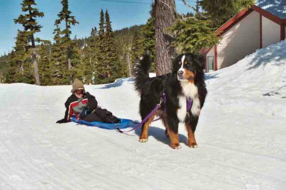 Berner, Bentley, pulling Matthew