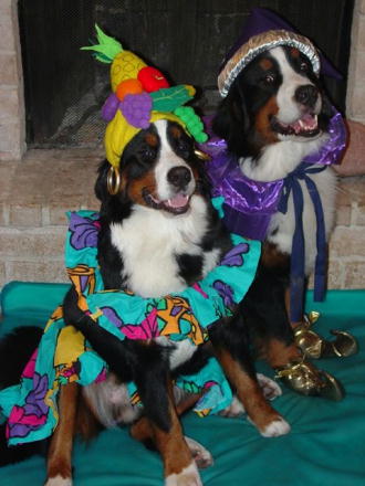 Happy Halloween from Bernese Mountain Dogs Caddie and Divot