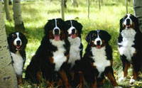 Lorien Dell Bernese