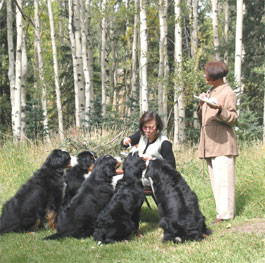 5 Bernese Mountain Dogs do "Sit"