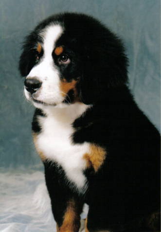 Bernese Justin