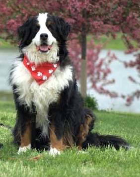 Morgan sadly lost to MH