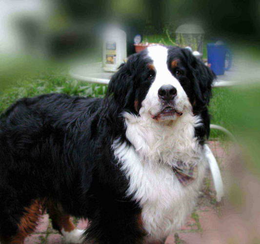 Bernese Mountain Dog, Morgan