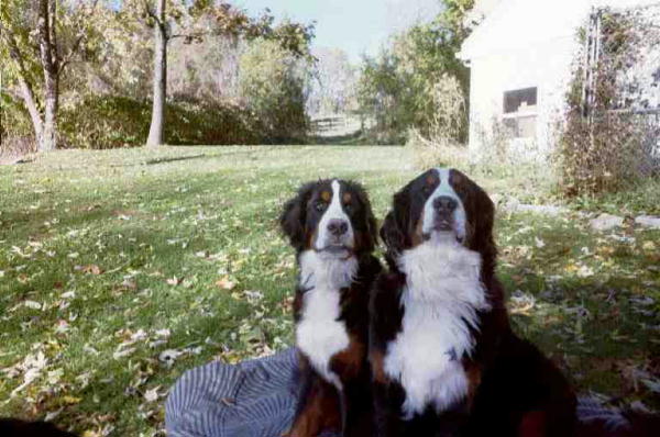 Bernese Mountain Dogs Teddy Bear and Nelly Belly