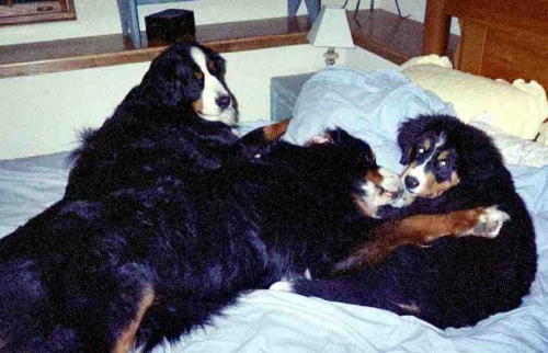 Vicki's Bernese Mountain Dogs