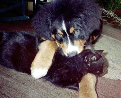 Berner Stevie and Mr Toes