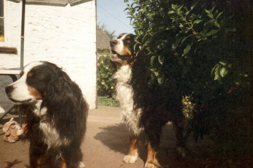 Bernese Mountain Dogs, Sunny and Barney