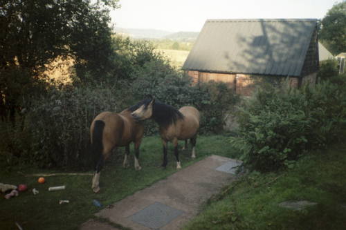 Welsh Mountain Ponies 