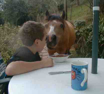 Ponies and breakfast