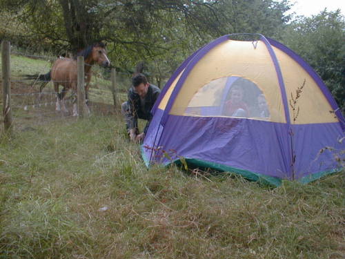 Welsh Mountain Pony Andy takes interest at last!