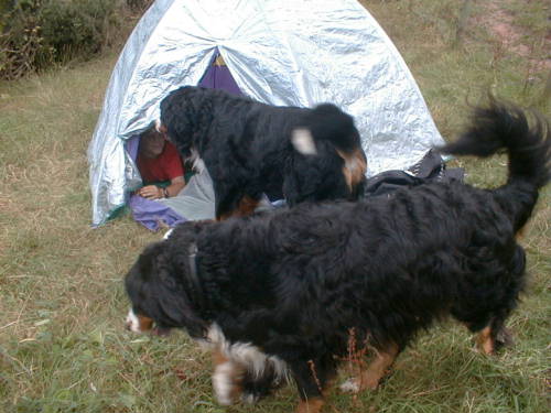 1 Berner in, 2 to Go!