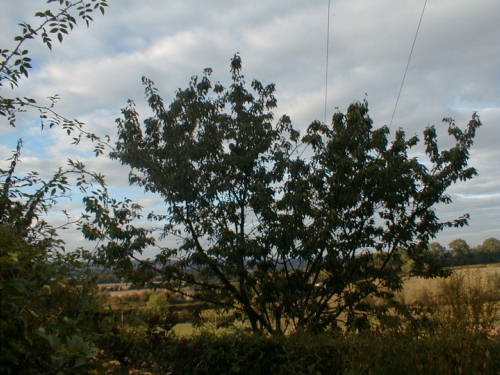 {short description of image}