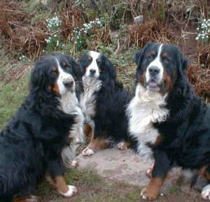 Longlease Bernese Mountain Dogs.