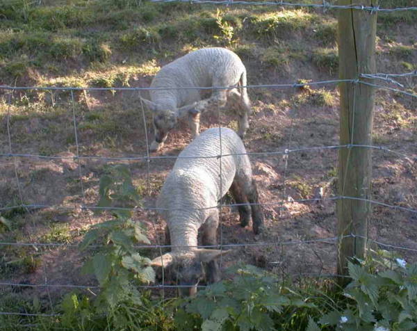 Nibbler lears to graze