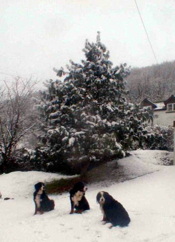 {short description of image}