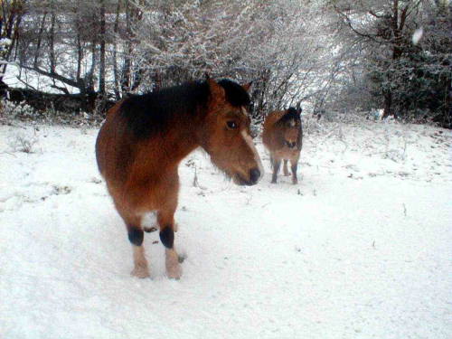 Welsh Mountain ponies
