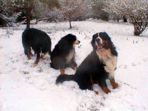 {short description of image}