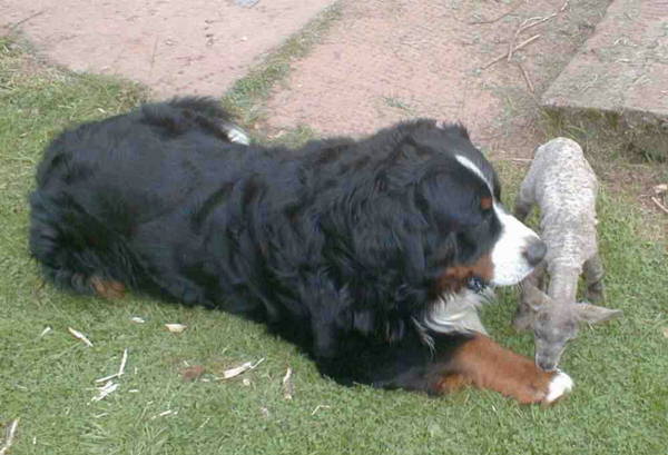 Bernese Simmy and the Lamb
