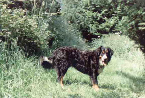Bernese Mountain Dog Samson