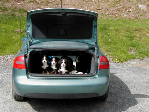 Bakers Bernese Blessings