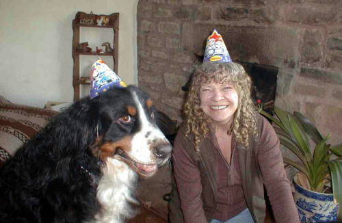 Bernese Mopuntain Dog, Barney, is 7!!!