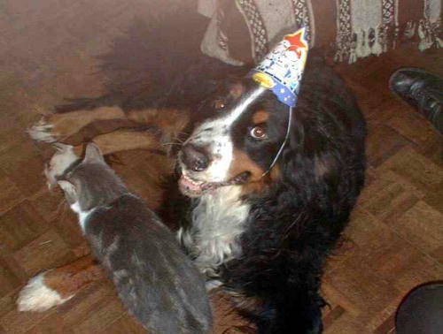 Berner, Barney, and Pipsqueak