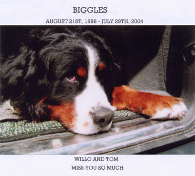 Bernese Mountain Dog, Hootie