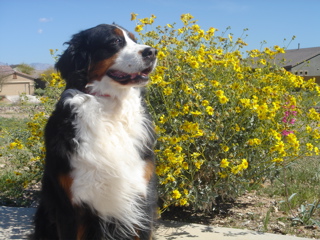 {short description of image}