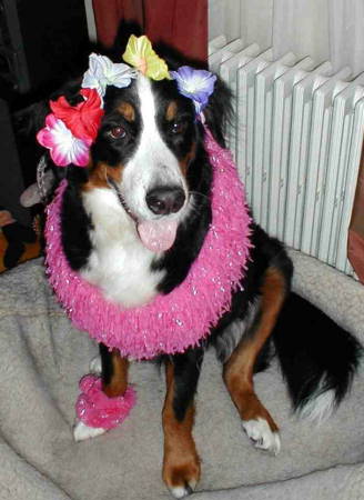 Darla sadly lost to MH